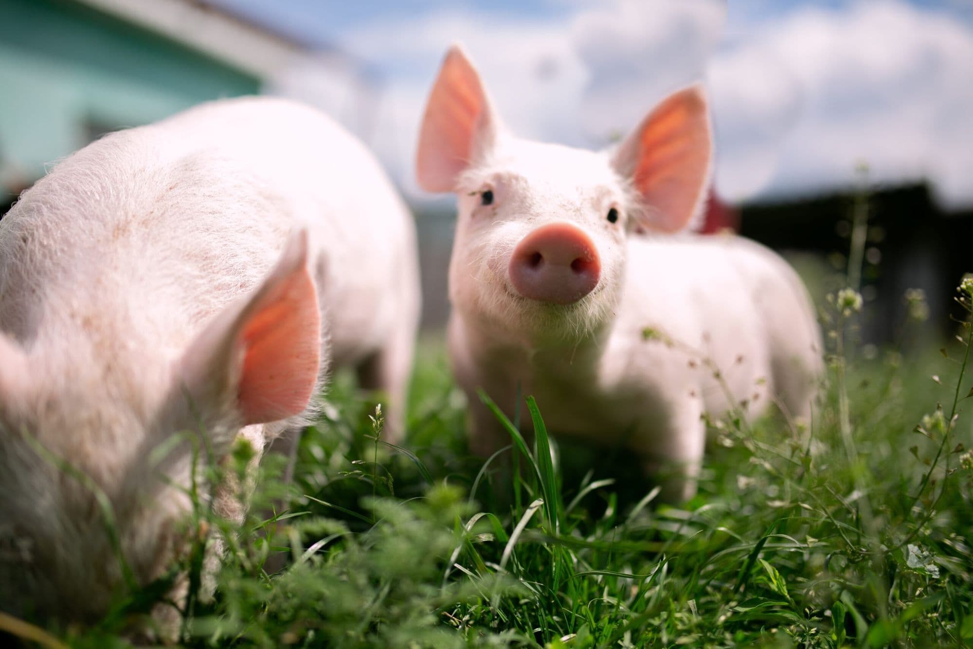 Two piglets in a green field